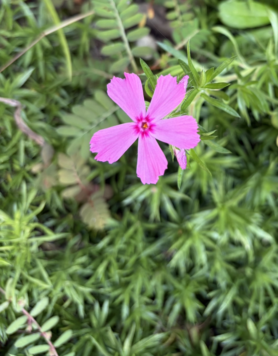 お庭の芝桜